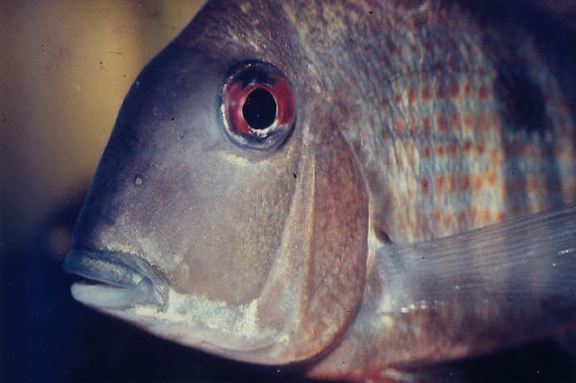 Geophagus surinamensis