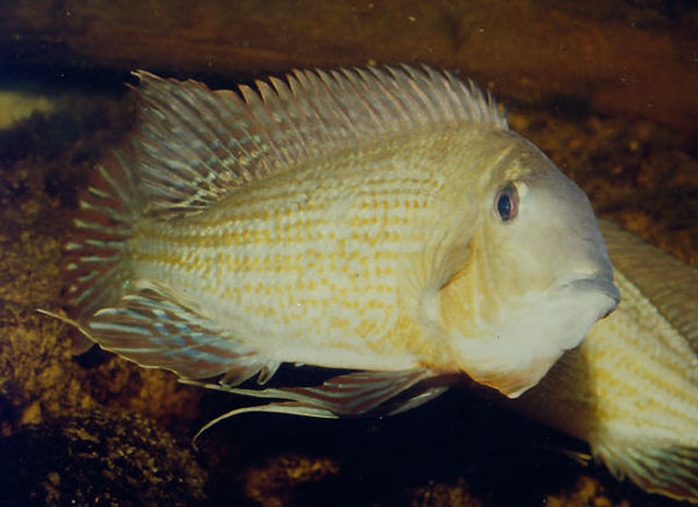 Geophagus surinamensis