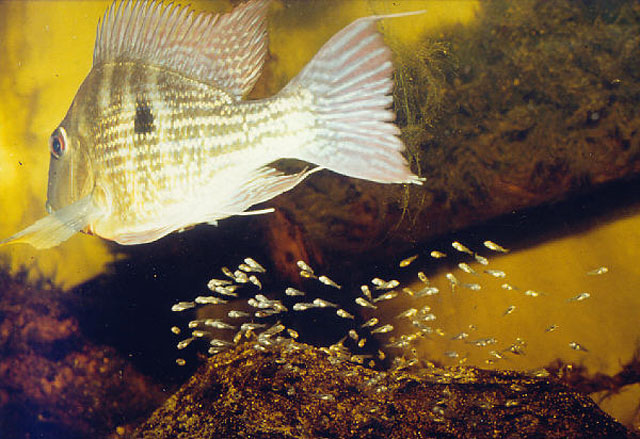 Geophagus surinamensis