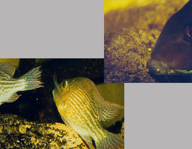 Geophagus surinamensis