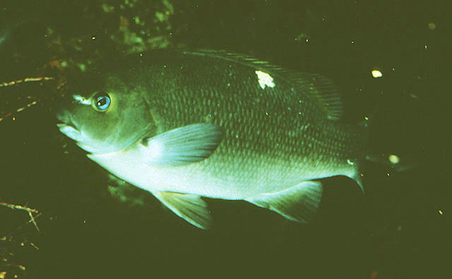 Girella nigricans