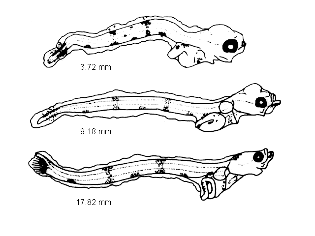 Glyptocephalus cynoglossus