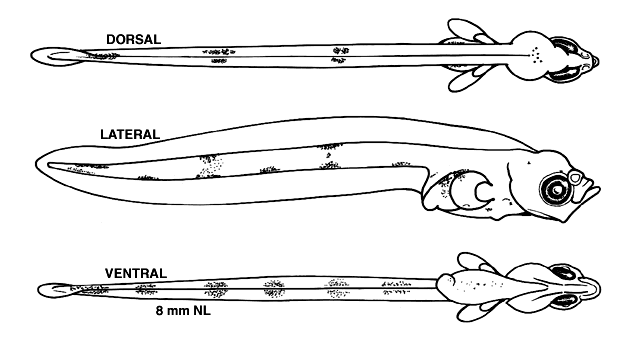 Glyptocephalus cynoglossus