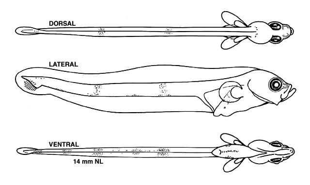 Glyptocephalus cynoglossus