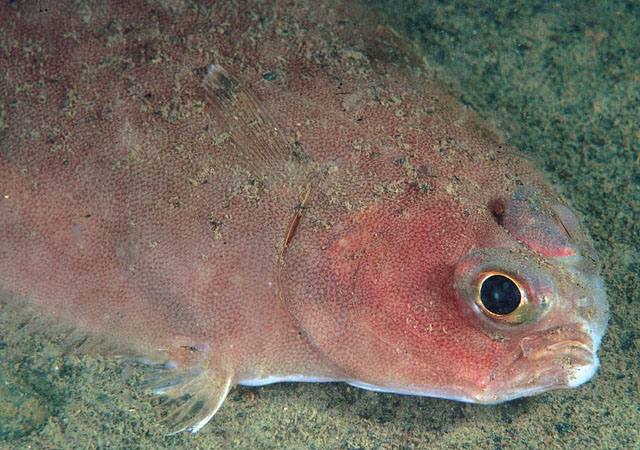 Glyptocephalus cynoglossus