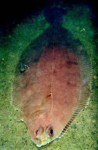 Glyptocephalus cynoglossus