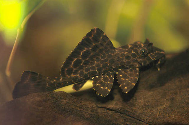 Pterygoplichthys gibbiceps