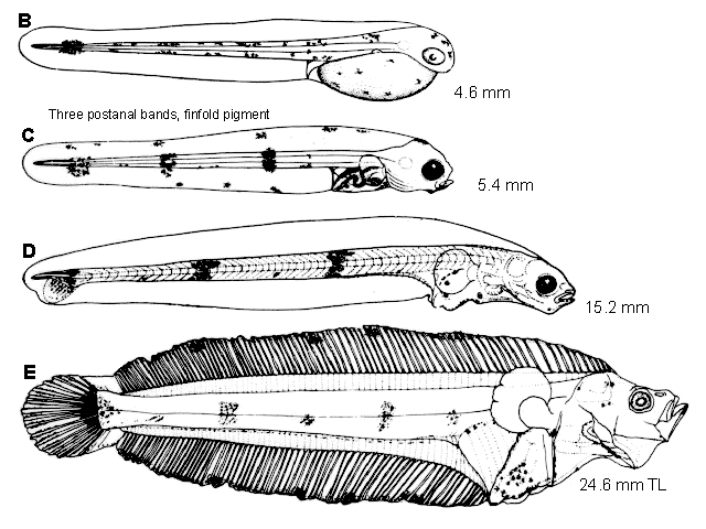 Glyptocephalus stelleri