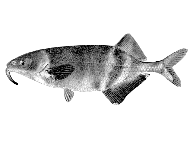 Gnathonemus barbatus