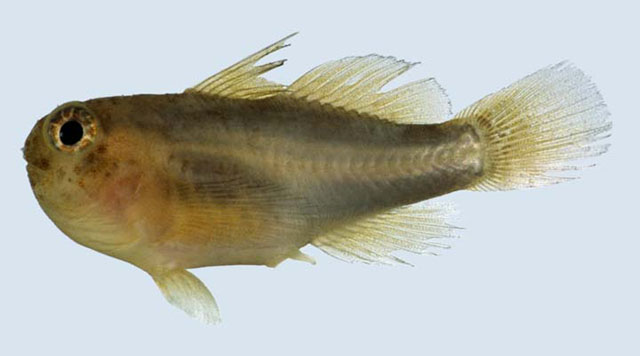 Gobiodon acicularis