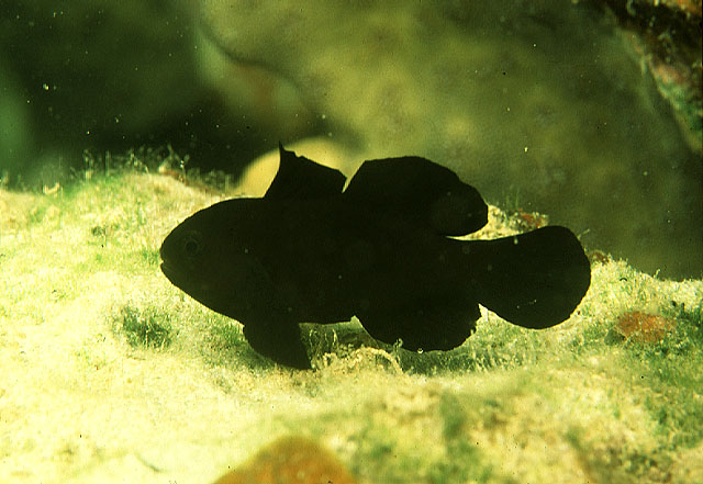 Gobiodon acicularis