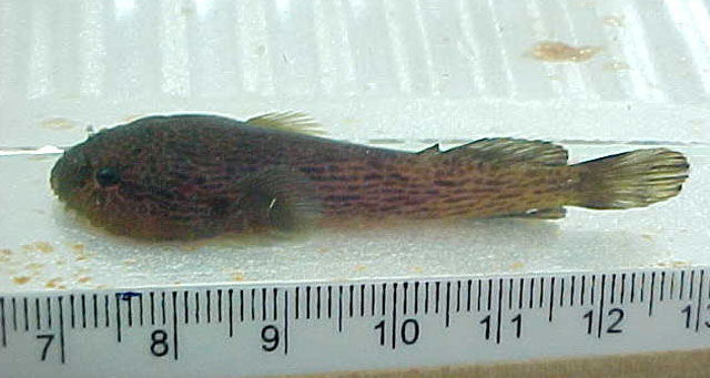 Gobiesox barbatulus