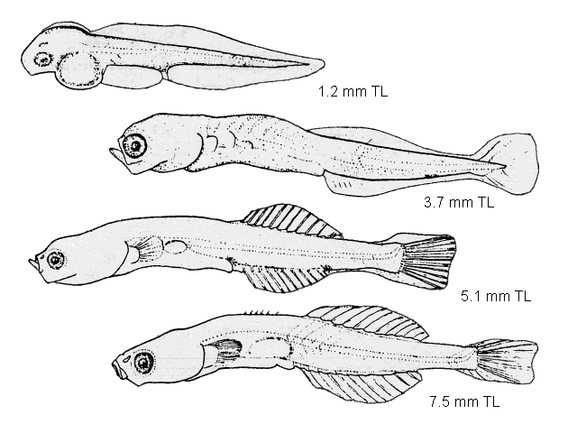 Ctenogobius boleosoma