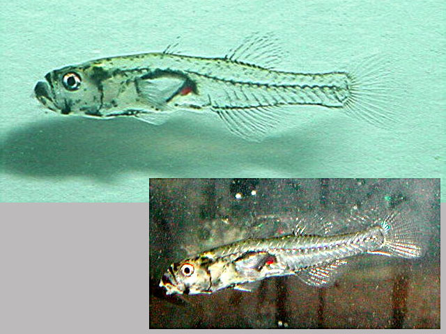 Gobiopterus chuno