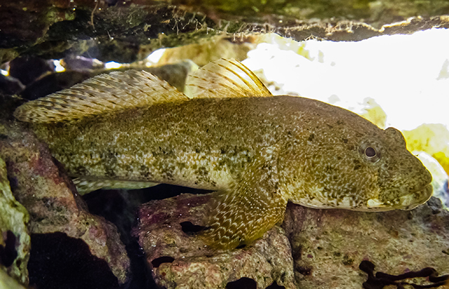 Gobius cobitis