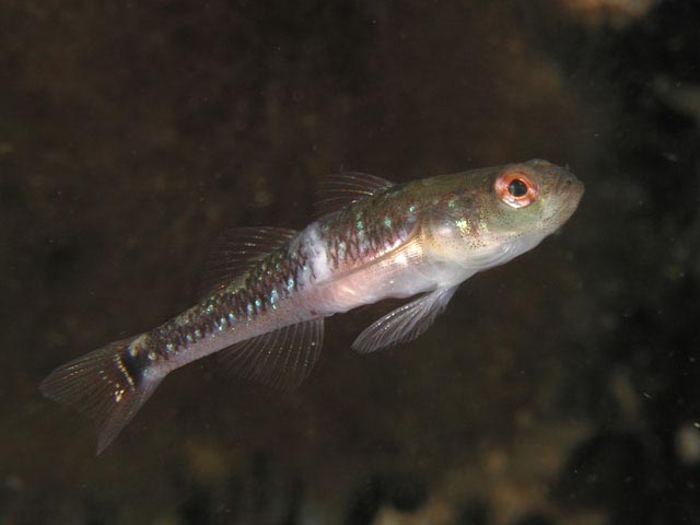 Gobiusculus flavescens