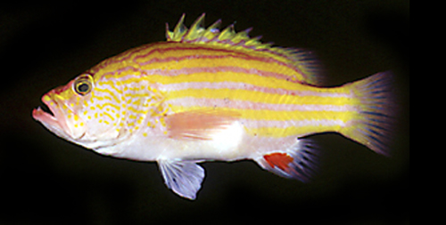 Gonioplectrus hispanus