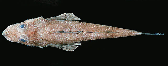 Grammoplites scaber