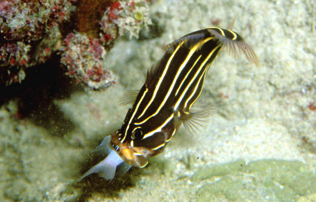 Grammistes sexlineatus