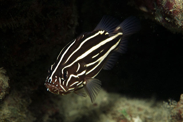 Grammistes sexlineatus