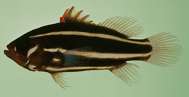 Grammistes sexlineatus