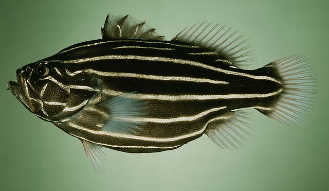 Grammistes sexlineatus