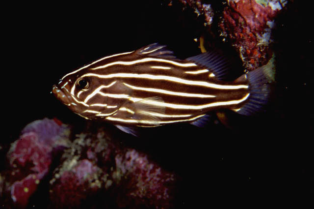 Grammistes sexlineatus