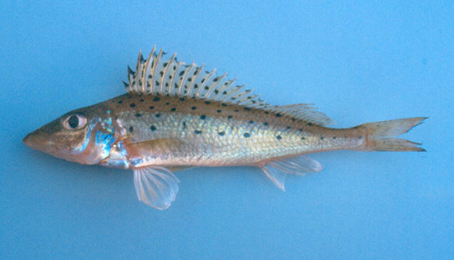 Gymnocephalus acerina