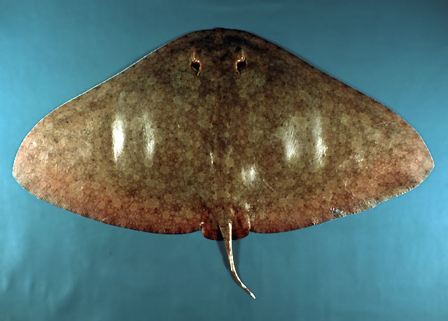 Gymnura altavela