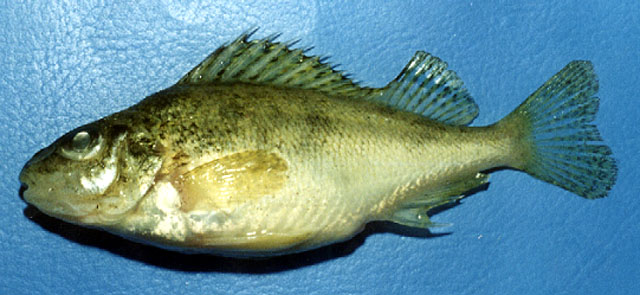 Gymnocephalus baloni