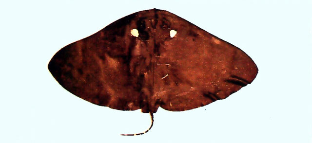 Gymnura bimaculata