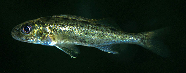 Gymnocephalus cernua