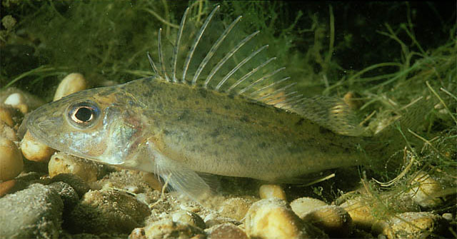 Gymnocephalus cernua