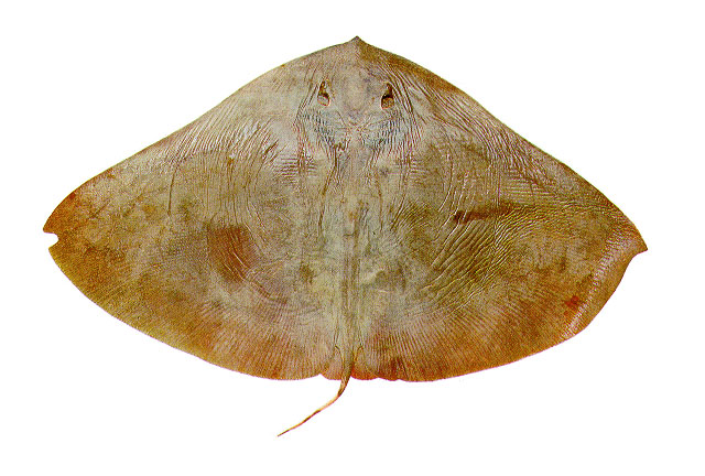 Gymnura micrura