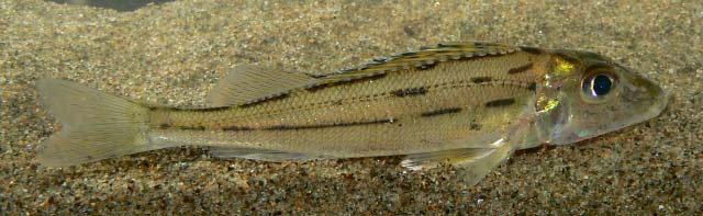 Gymnocephalus schraetser