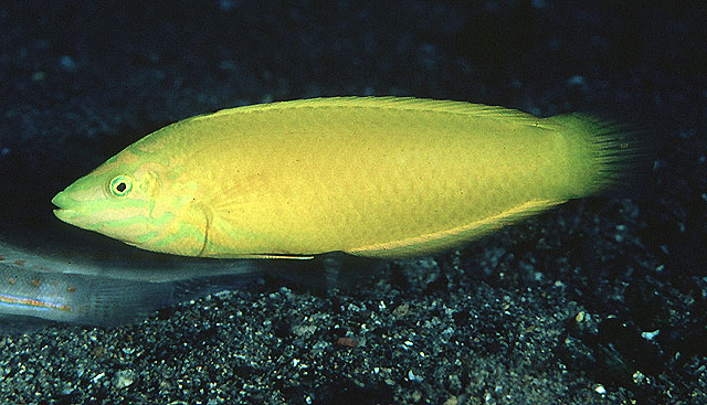 Halichoeres chrysus