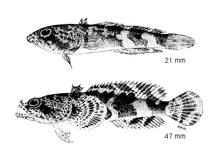 Halobatrachus didactylus