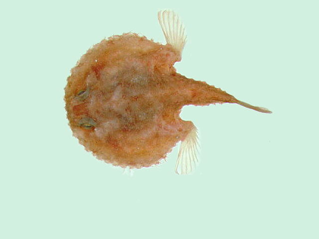 Halieutaea fumosa