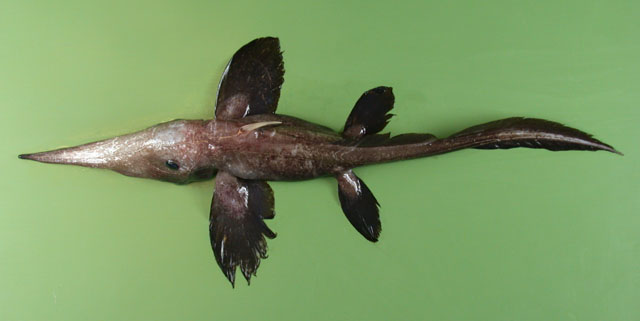 Harriotta haeckeli