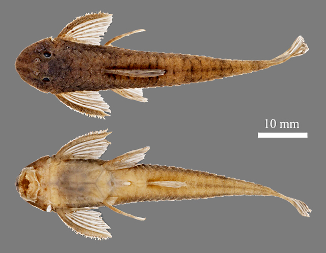 Harttiella longicauda