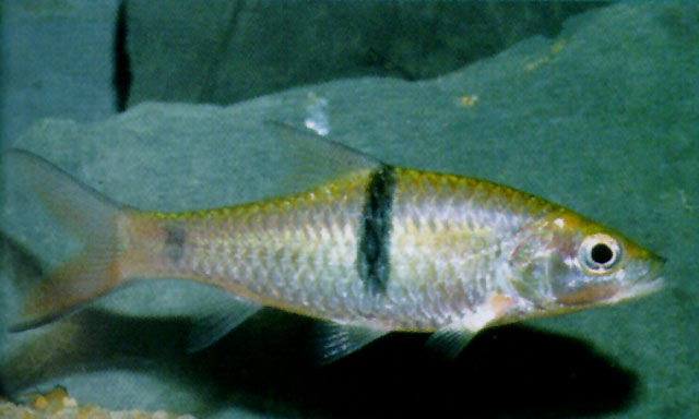 Hampala macrolepidota