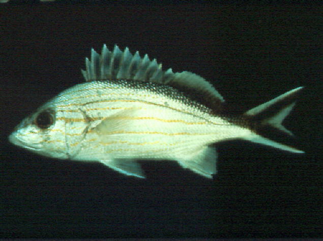 Haemulon melanurum