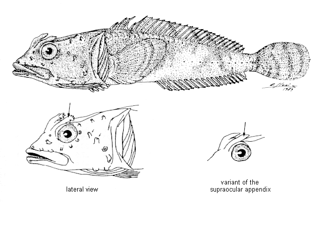 Harpagifer palliolatus