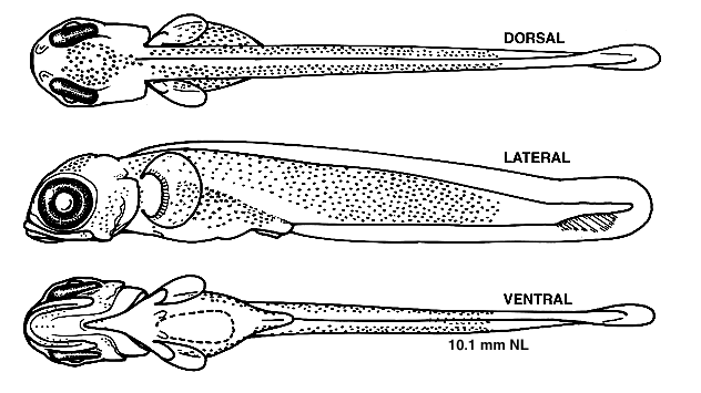 Hemitripterus americanus