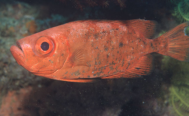 Heteropriacanthus cruentatus