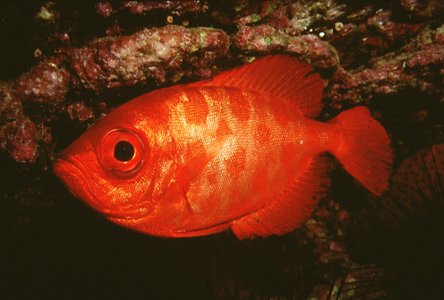 Heteropriacanthus cruentatus