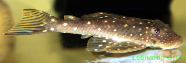 Hemiancistrus fuliginosus