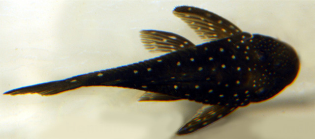 Hemiancistrus fuliginosus