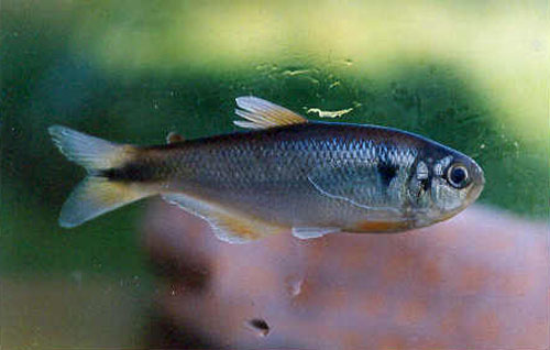 Hemibrycon huambonicus