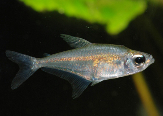 Heterocharax macrolepis